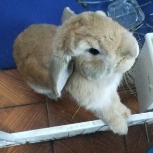 小兔兔橘橘!的个人空间