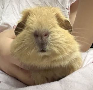 ࿓夏ូ陨ូ花ូ开ូ༅的钢琴谱