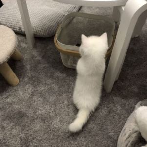 好困的猫的钢琴谱