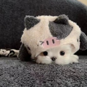 忆的钢琴谱
