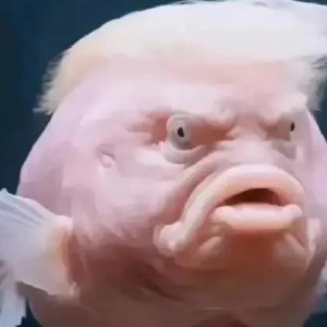 135****1950的钢琴谱