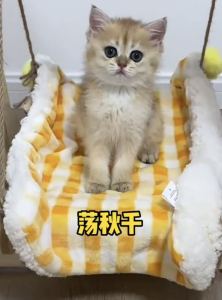 138****3728的钢琴谱