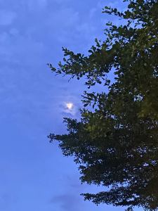 Shitou的钢琴谱