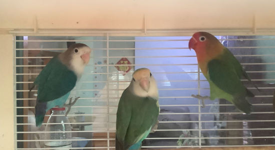 水鬼伊文的钢琴谱