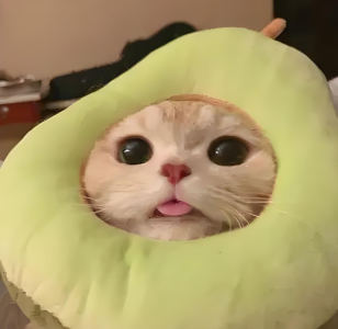 奶啵甜兔的钢琴谱
