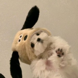 Yik-Mhao97的钢琴谱