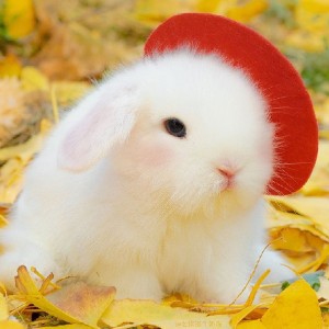 開心的小兔子的個人空間