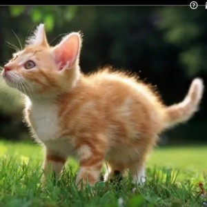 保卫黄河的演奏视频