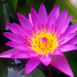 郑语沫的钢琴谱