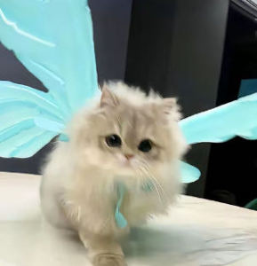 candy恬(ง ˙o˙)ว的个人空间