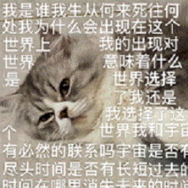 猪的个人空间