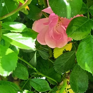 150****9390的钢琴谱