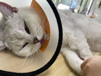 狩猎的演奏视频