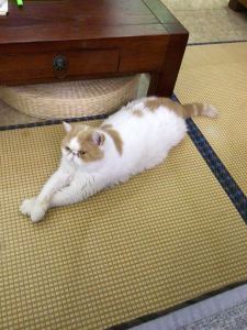 土耳其进行曲的演奏视频