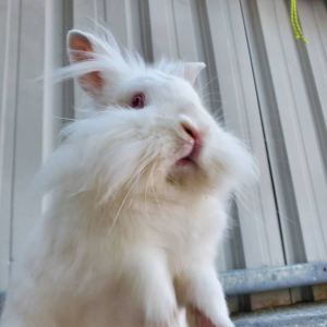 💖🍓🐰的钢琴谱