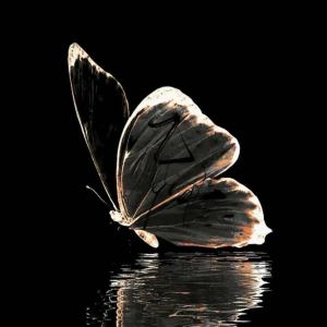 nye~的钢琴谱