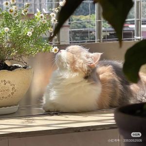 婉惜●ｖ●的钢琴谱