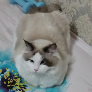 188****8886的钢琴谱