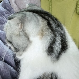 Azalea🌵🌵的钢琴谱