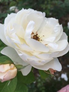 133****0935的钢琴谱