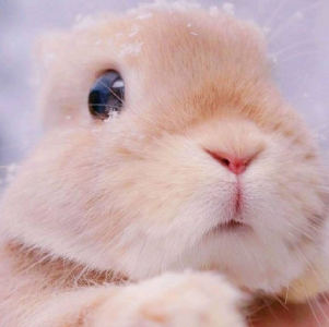 雪兔糖果的钢琴谱