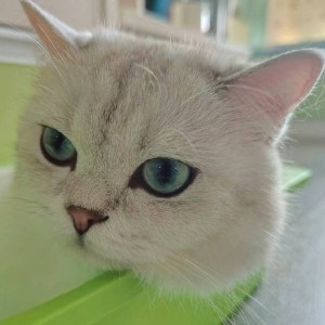 肖邦降E大调华丽大圆舞曲的演奏视频