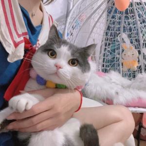 轻舟-的钢琴谱