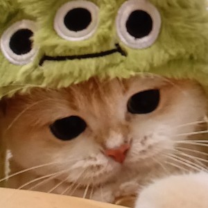 聆听小猫碎碎念的钢琴谱