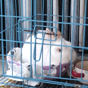 颜值是得的钢琴谱