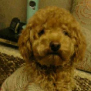 一支金钗续前缘的演奏视频