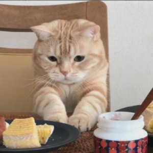 我想要手机的钢琴谱