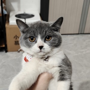 小渔的钢琴谱