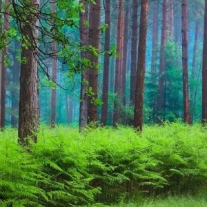 Dreamland_钢琴的个人空间
