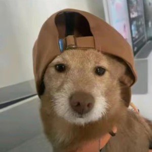 z的钢琴谱