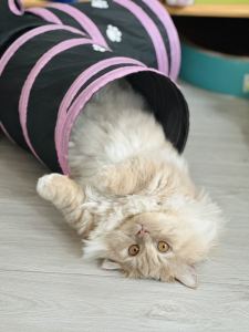 Last Christmas的演奏视频