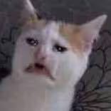 遗心人的钢琴谱