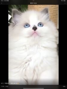 Qacpye的钢琴谱