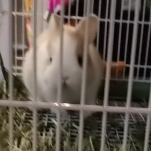 ƪ(‾.‾“)┐的钢琴谱