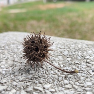 秋日枫林的钢琴谱