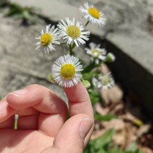 菡的钢琴谱