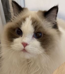 昵称加载中···的钢琴谱