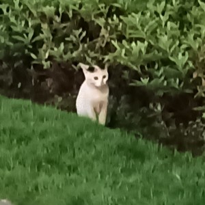195****0825的钢琴谱
