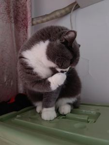 甜甜的葡萄不能吃的个人空间