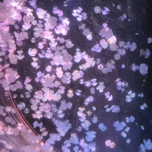 Candy的钢琴谱