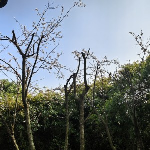 黄楚淋的钢琴谱