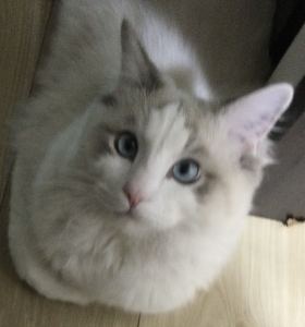 Simba的个人空间