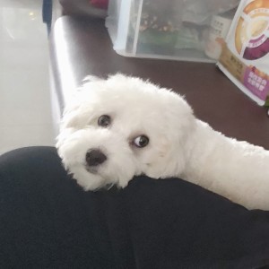 毛嗑是只狗的钢琴谱