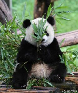 妙妙在云端的钢琴谱