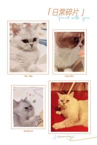 紅蓮華的演奏视频