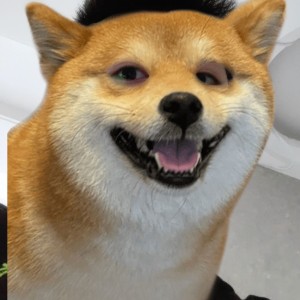 狗哥的个人空间